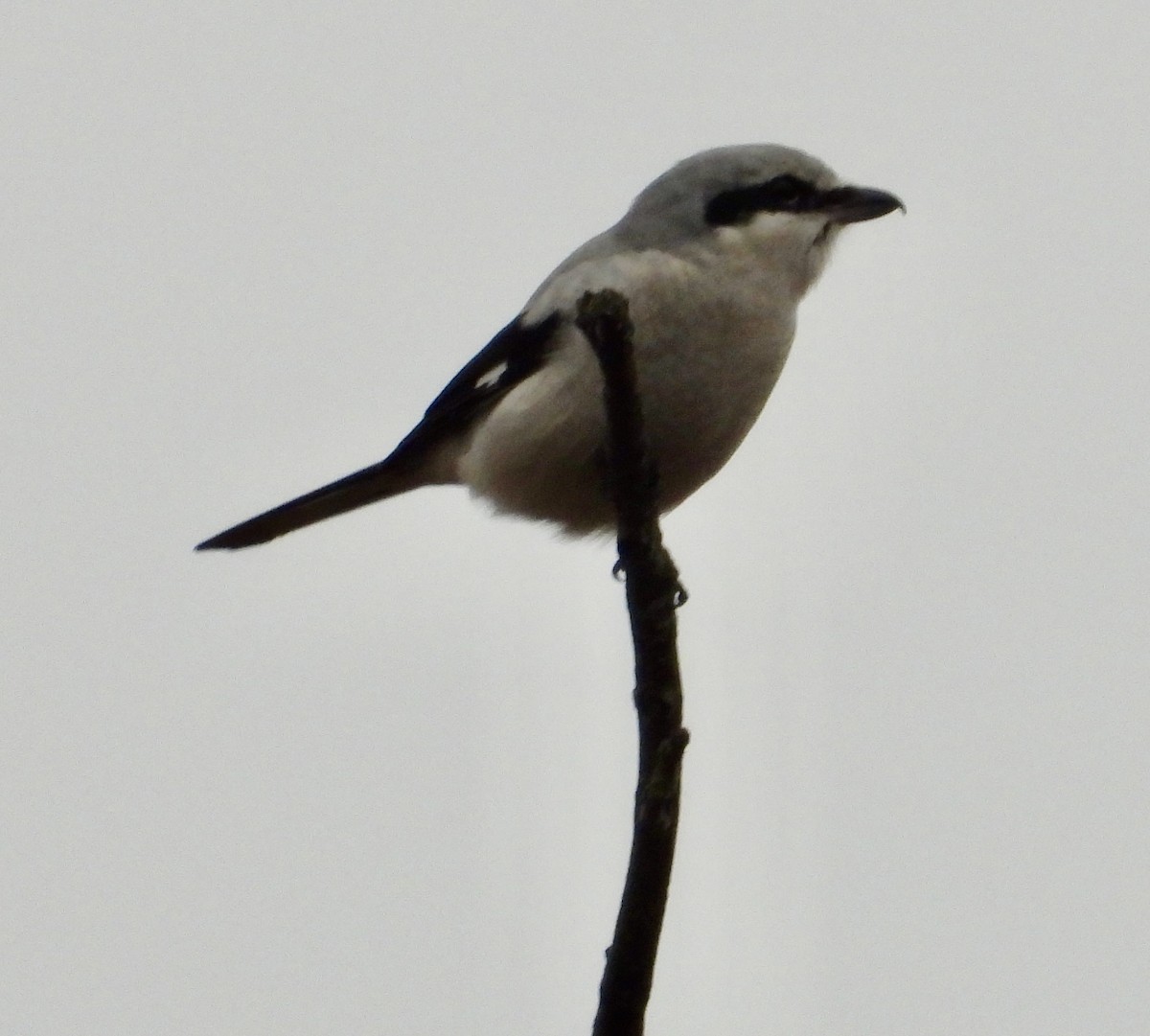 Alcaudón Boreal - ML644589508