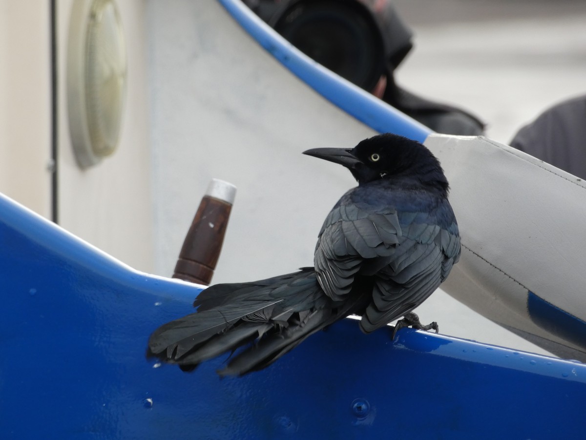 Boat-tailed Grackle - ML644589509