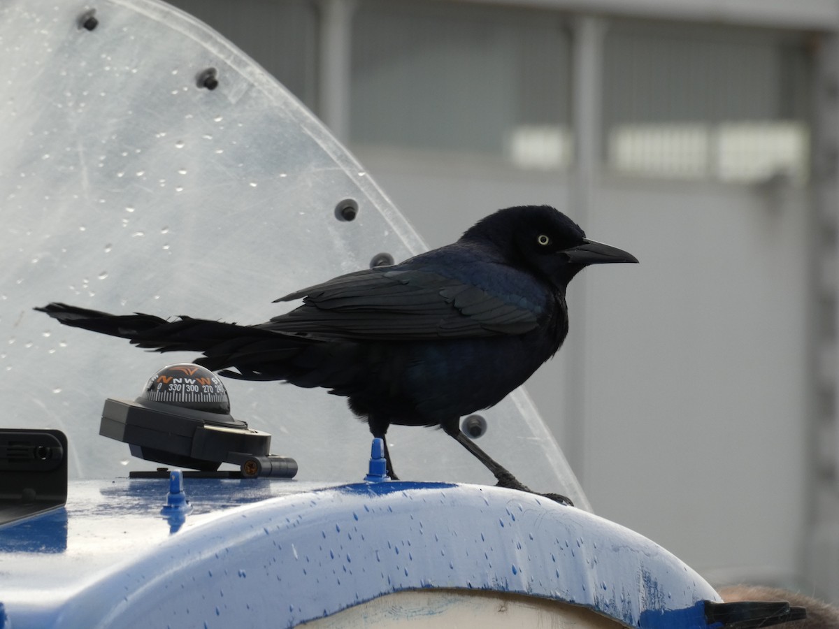 Boat-tailed Grackle - ML644589510