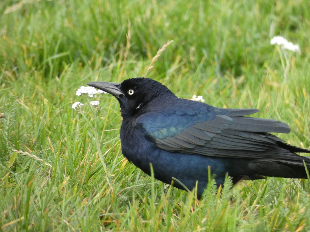 Boat-tailed Grackle - ML644589512