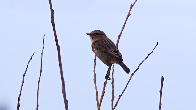 European Stonechat - ML644589513
