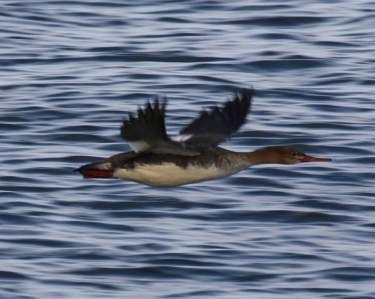 Red-breasted Merganser - ML644589514