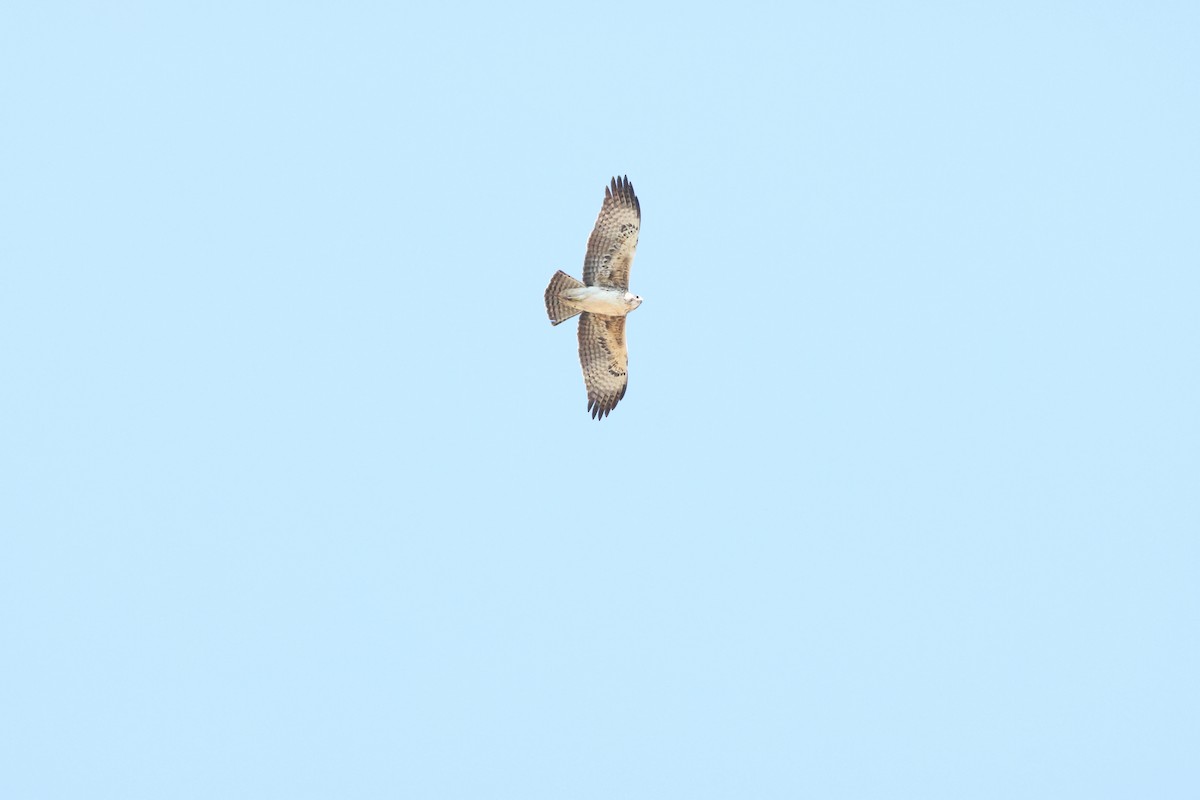 Ayres's Hawk-Eagle - ML644589516