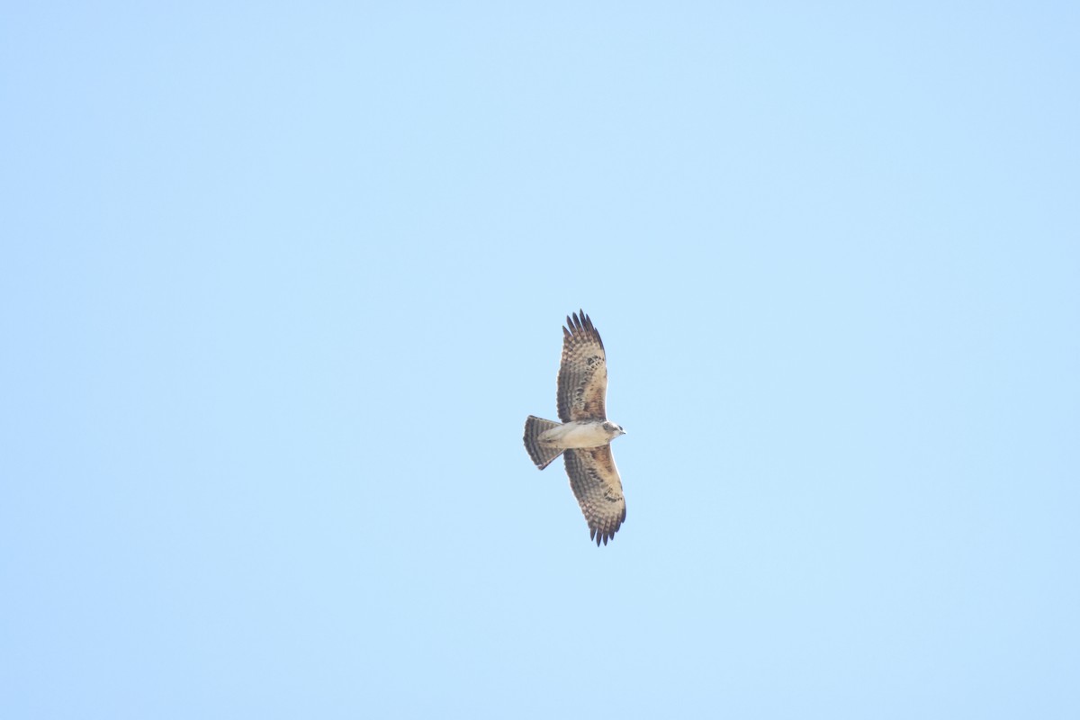 Ayres's Hawk-Eagle - ML644589519