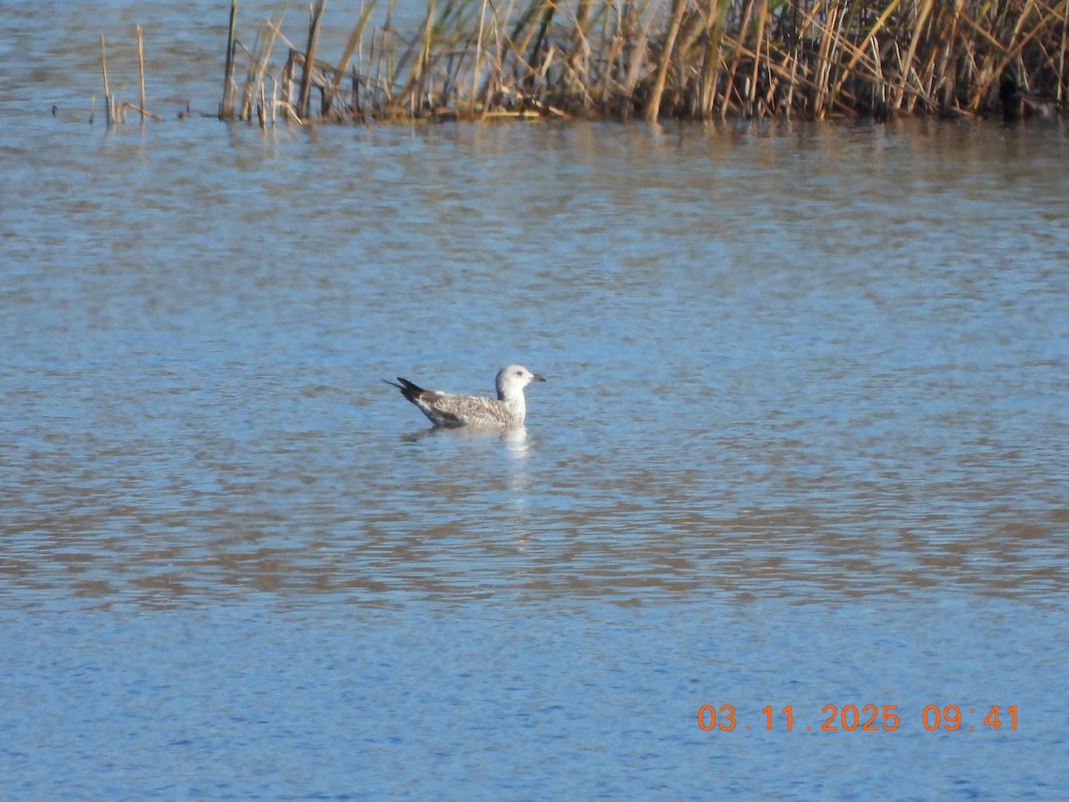 キアシセグロカモメ - ML644589521