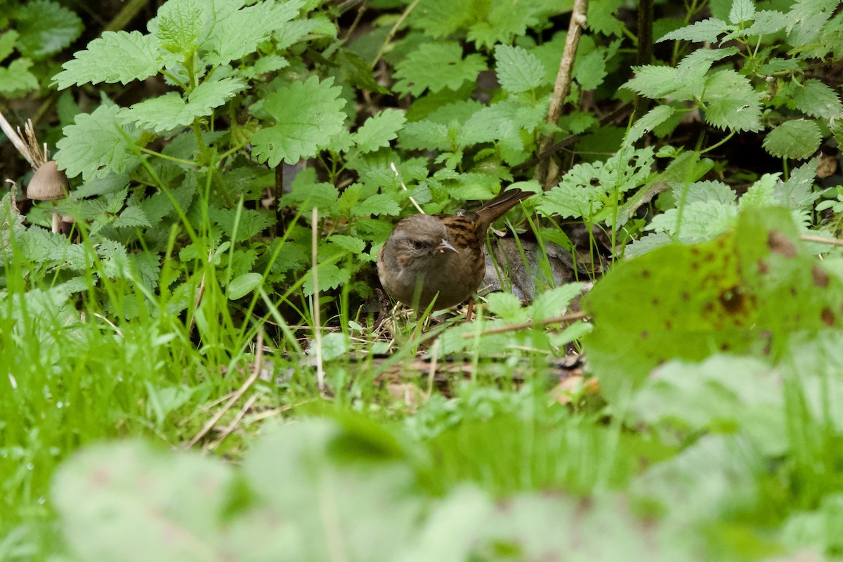 Dunnock - ML644589538