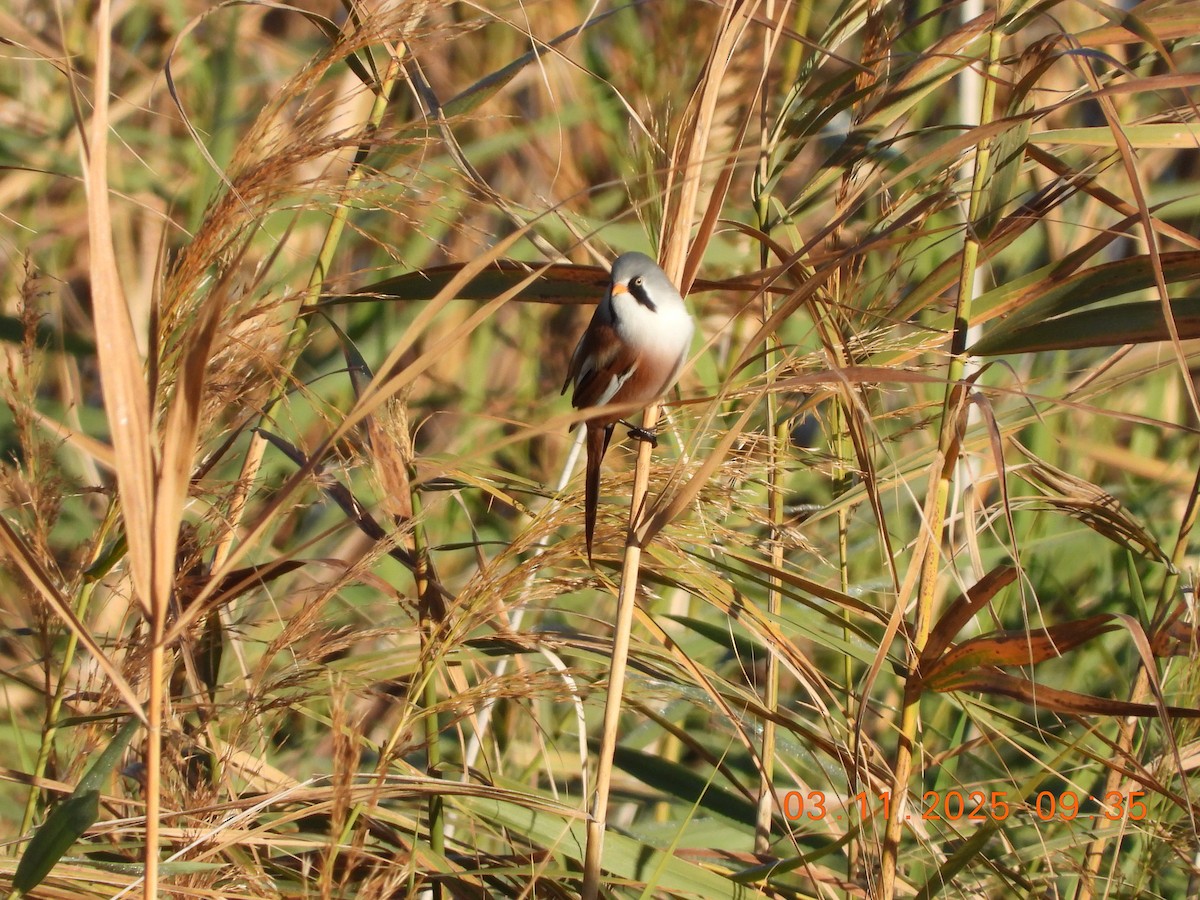 ヒゲガラ - ML644589553