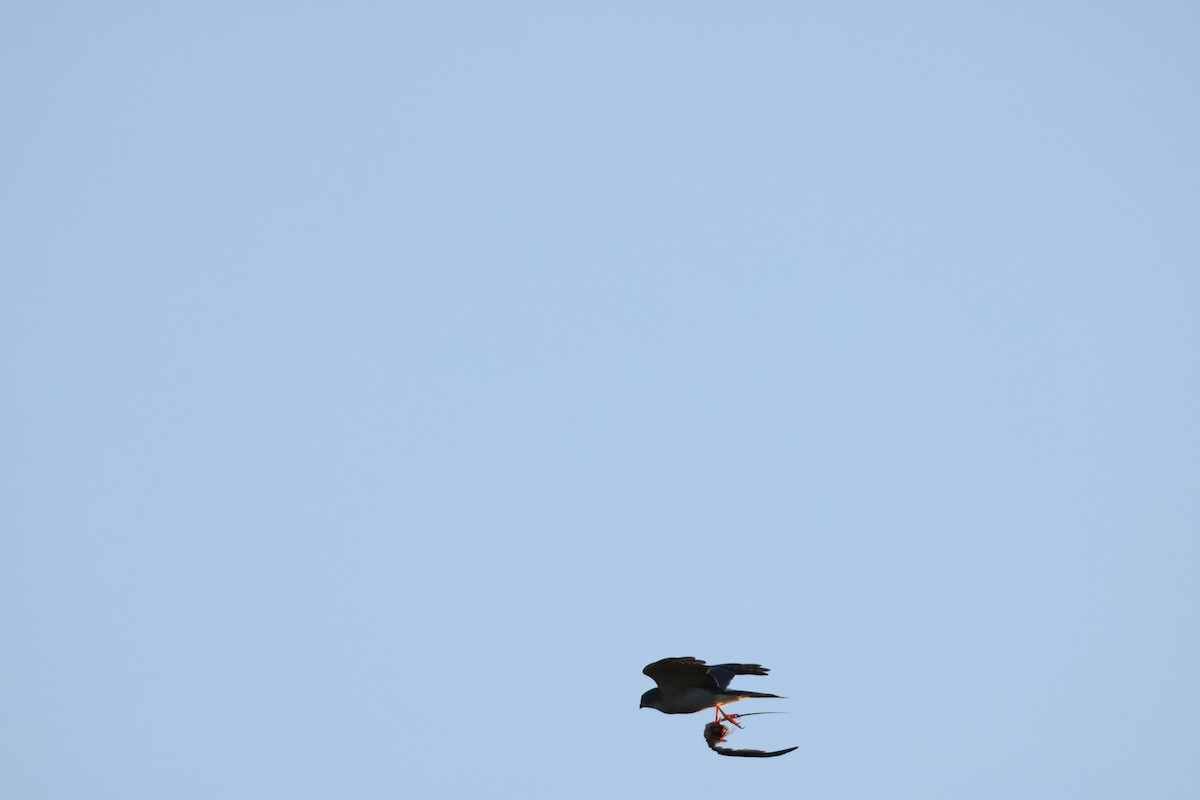 African Goshawk - ML644589554