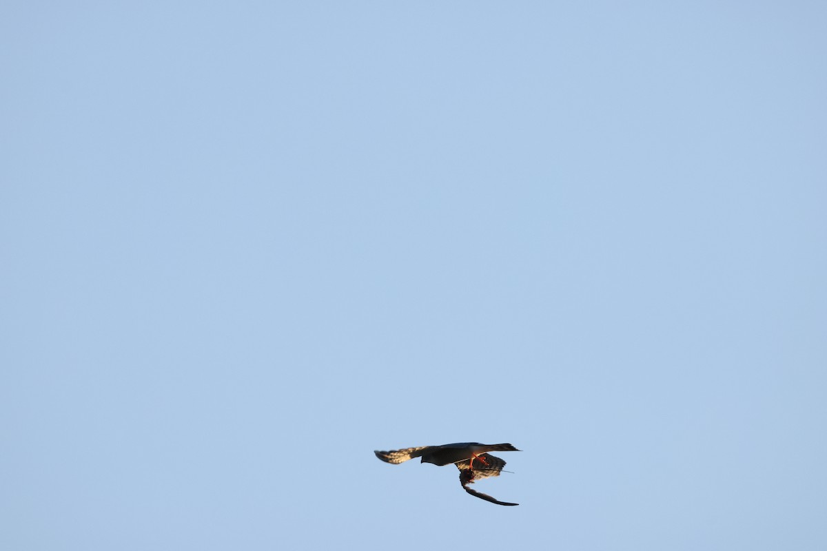 African Goshawk - ML644589555