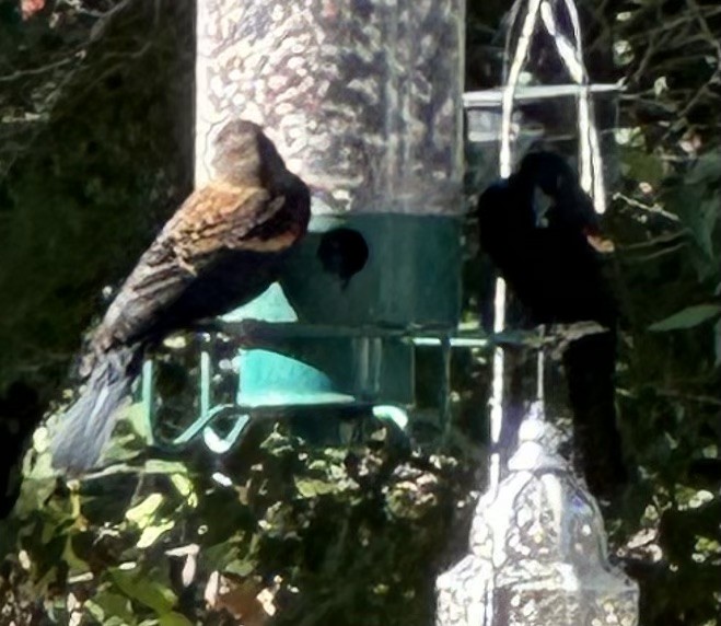 Еполетник червоноплечий - ML644589557