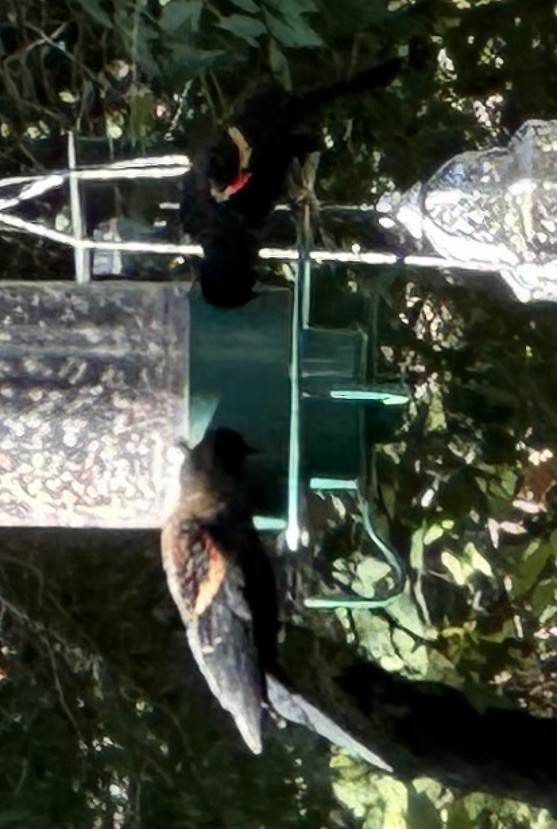 Еполетник червоноплечий - ML644589558