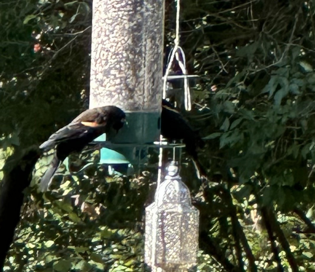 Еполетник червоноплечий - ML644589559