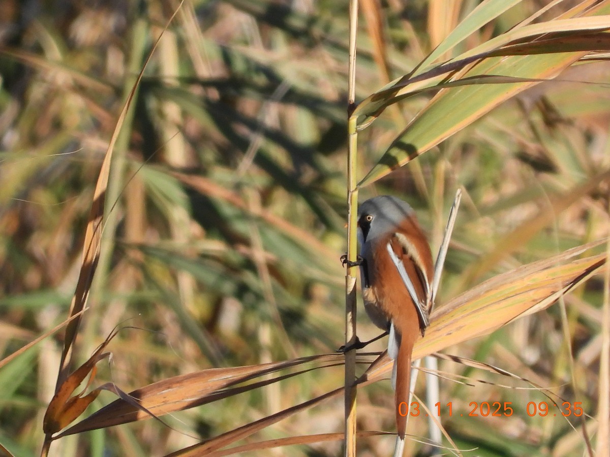 ヒゲガラ - ML644589564