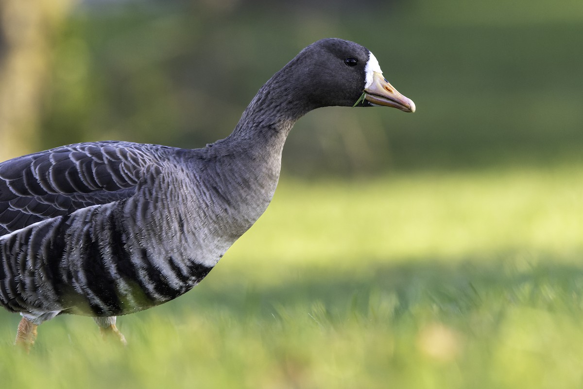 husa běločelá - ML644589570