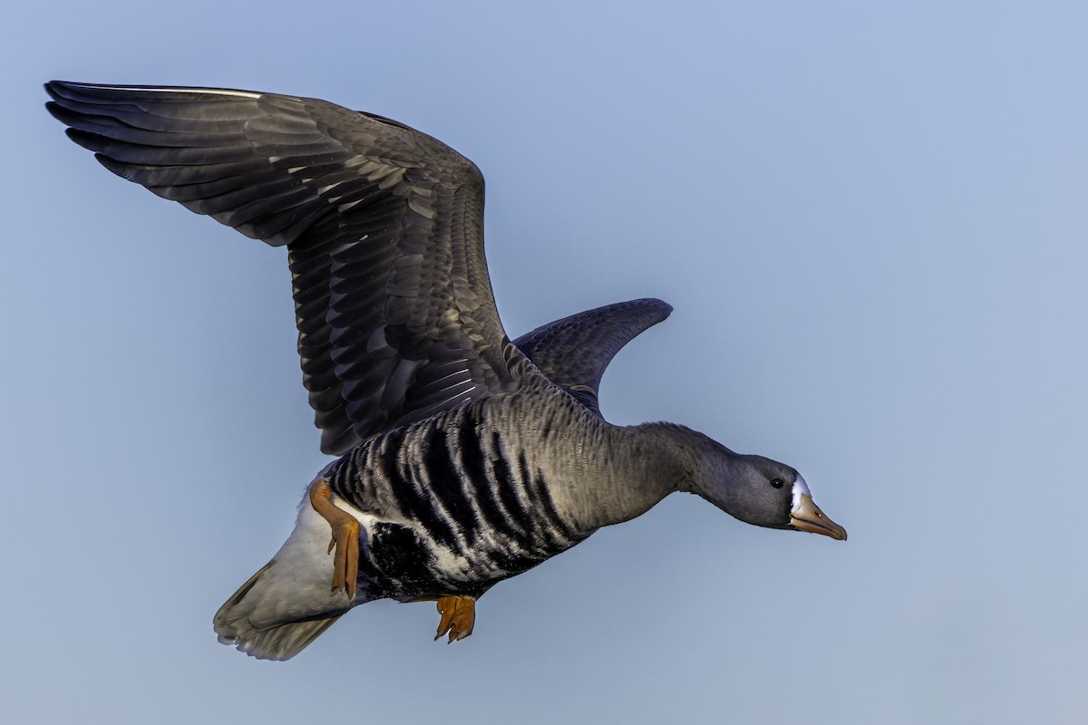 husa běločelá - ML644589571