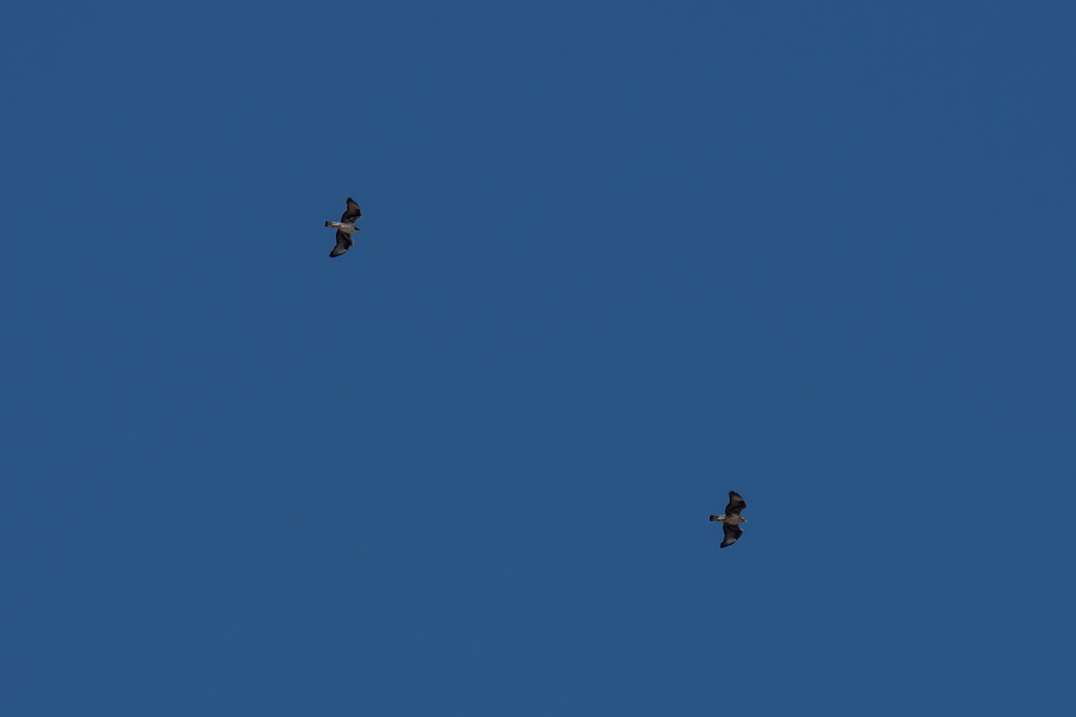 Bonelli's Eagle - ML644589572