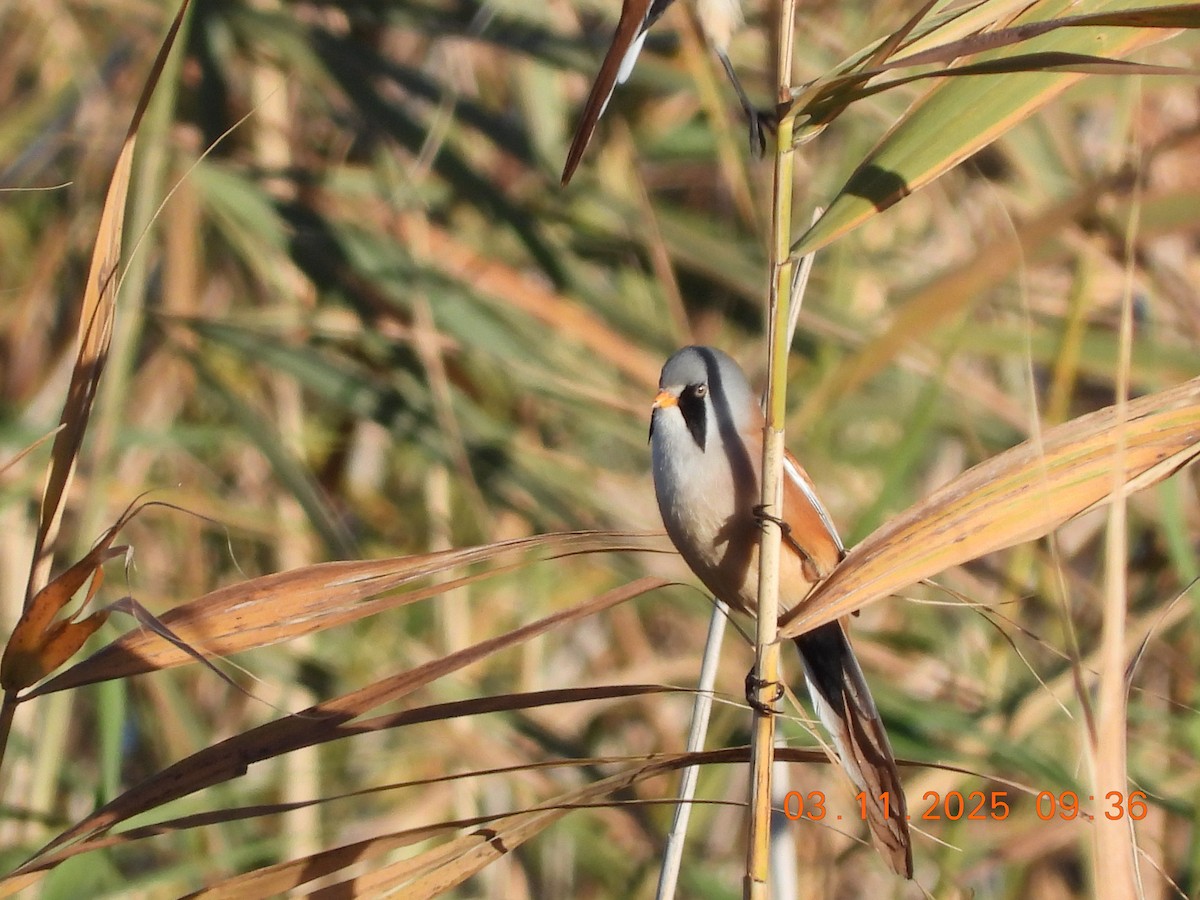 ヒゲガラ - ML644589574