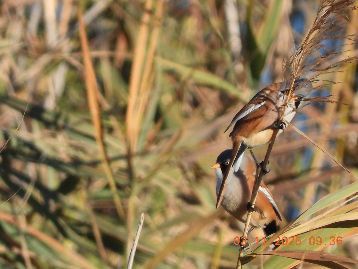 ヒゲガラ - ML644589576