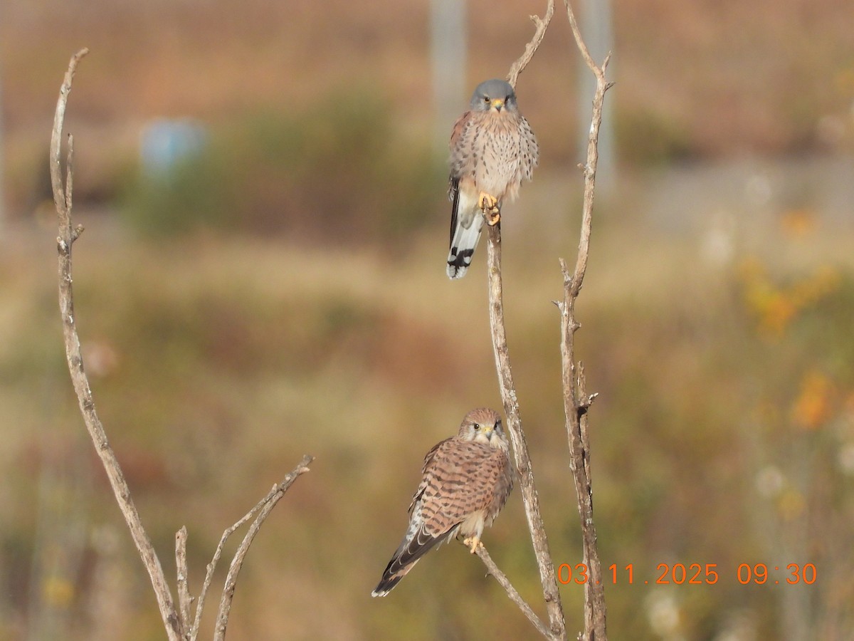 チョウゲンボウ - ML644589590
