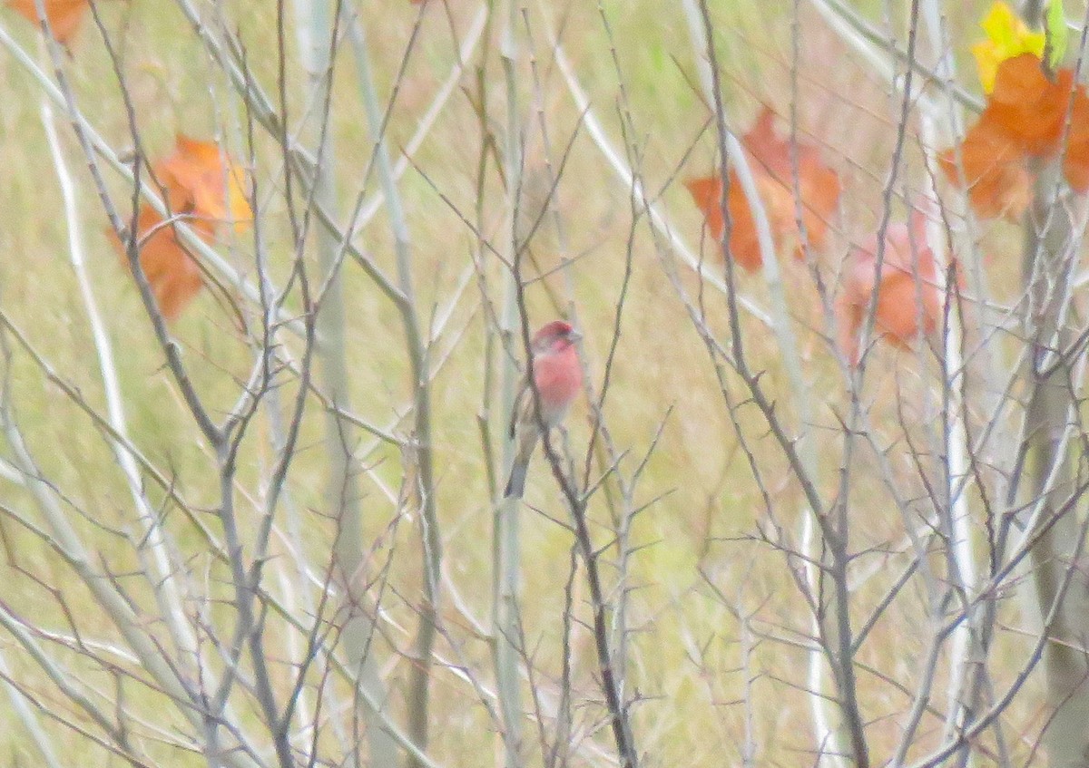 hýl nachový - ML644589608