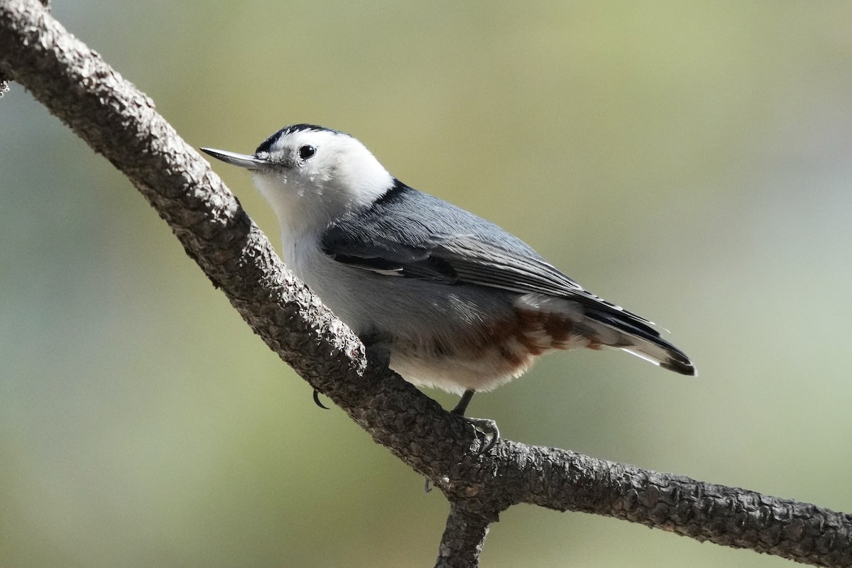 Sittelle à poitrine blanche - ML644589609