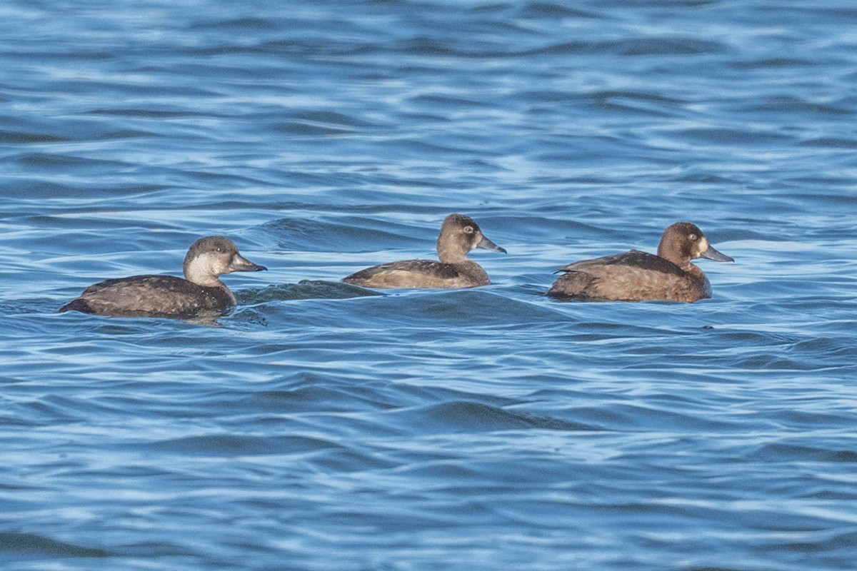 Black Scoter - ML644589614
