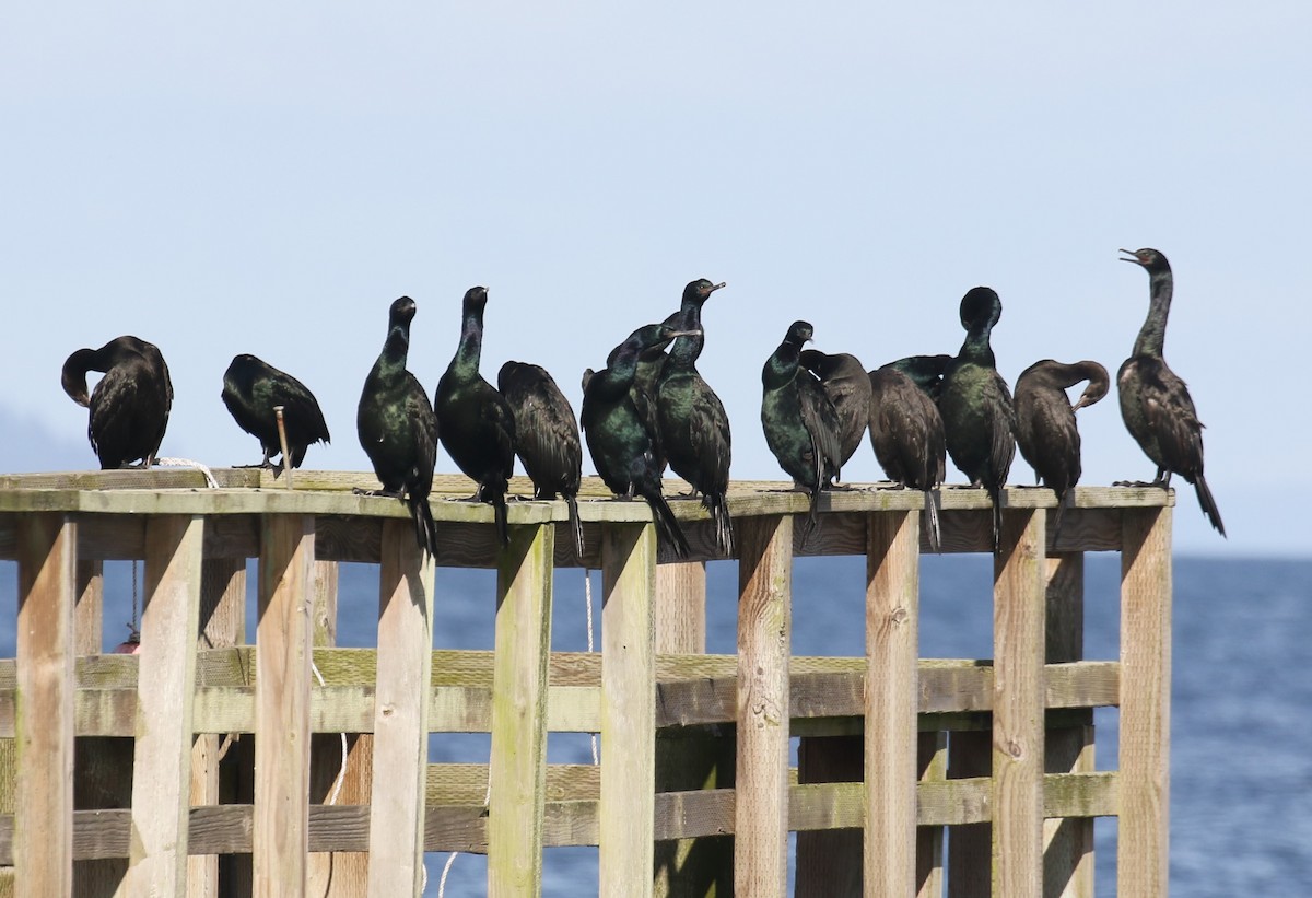 Pelagic Cormorant - ML644589616