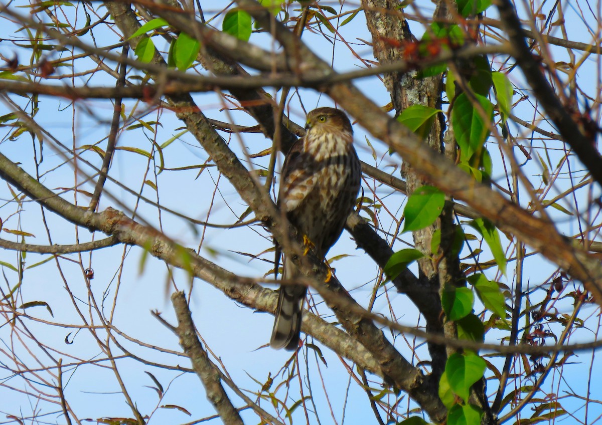 parulahauk - ML644589620