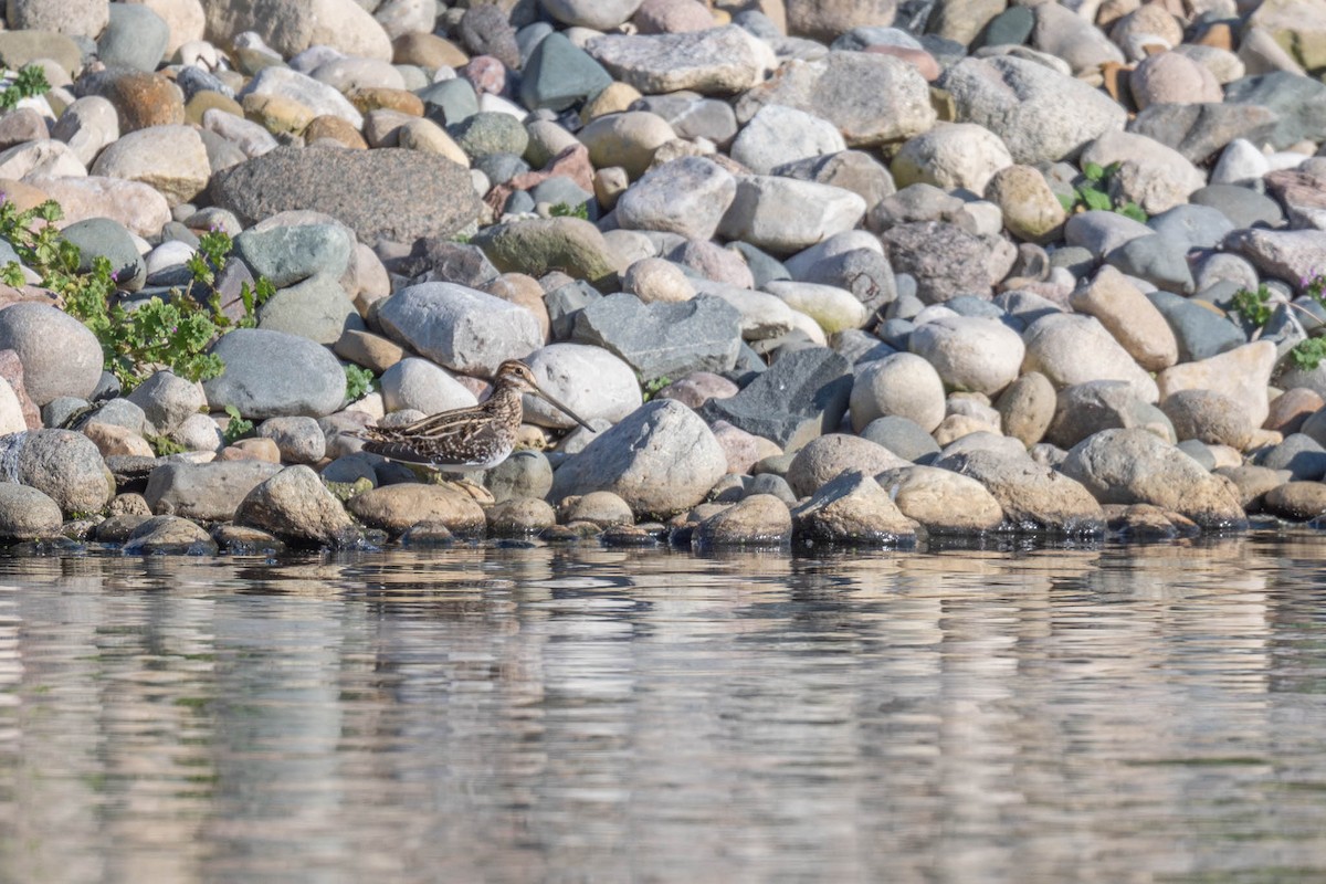 Wilson's Snipe - ML644589621