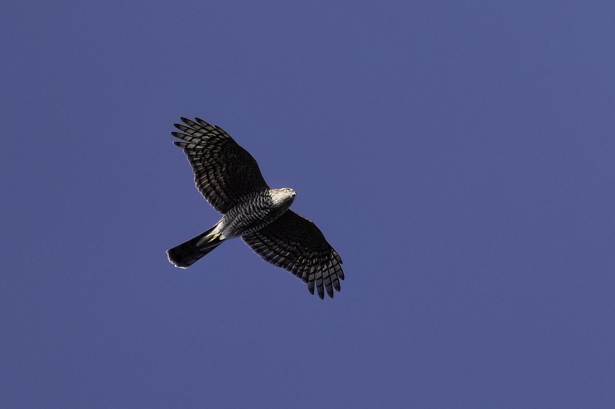 Eurasian Sparrowhawk - ML644589623
