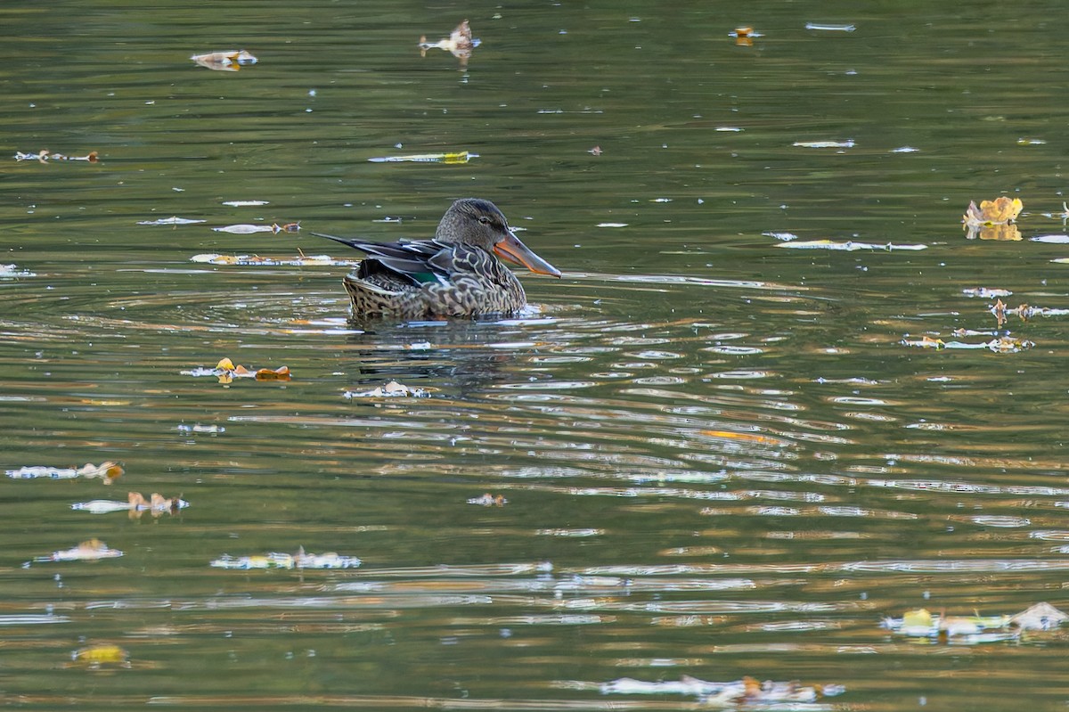 Canard souchet - ML644589627