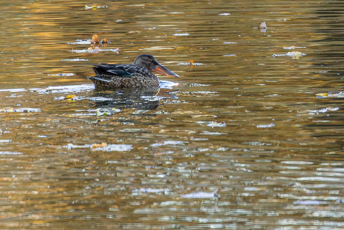 Canard souchet - ML644589635