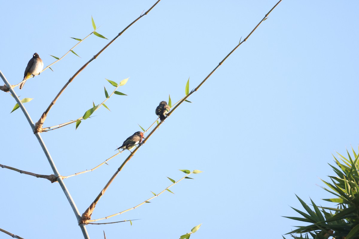 Kara Kolyeli Barbet - ML644589645
