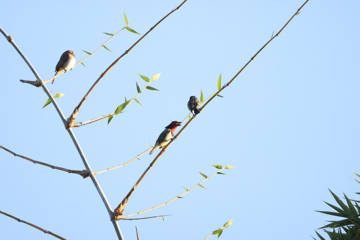 Kara Kolyeli Barbet - ML644589646