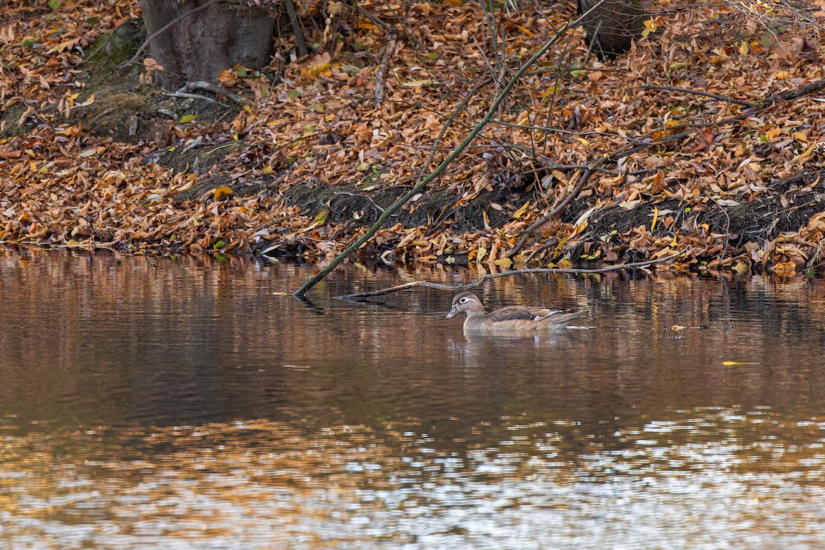 Canard branchu - ML644589647
