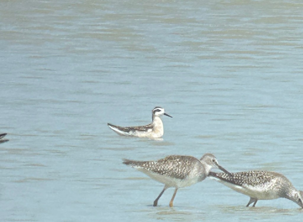 Mendebal-txori mokomehea - ML644589650