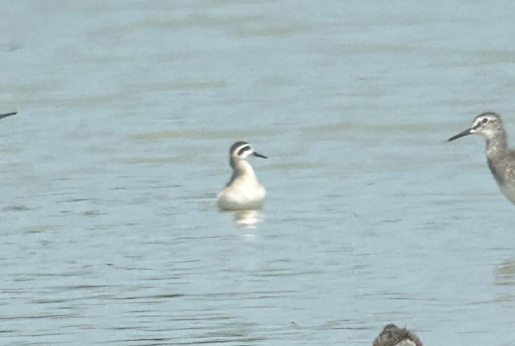 Mendebal-txori mokomehea - ML644589651