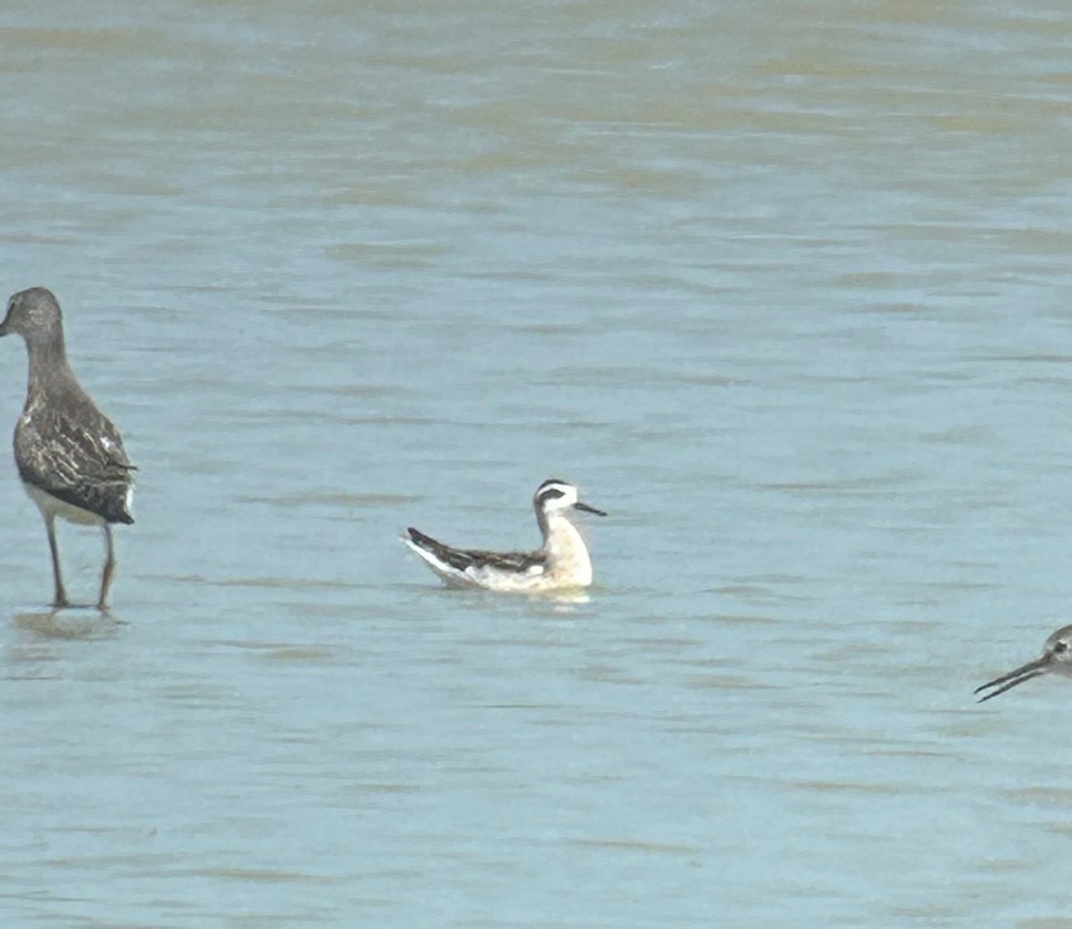 Mendebal-txori mokomehea - ML644589652