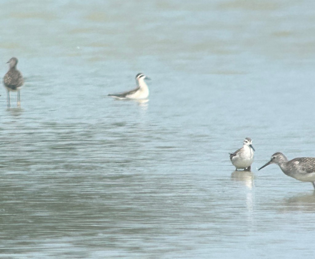 Mendebal-txori mokomehea - ML644589654