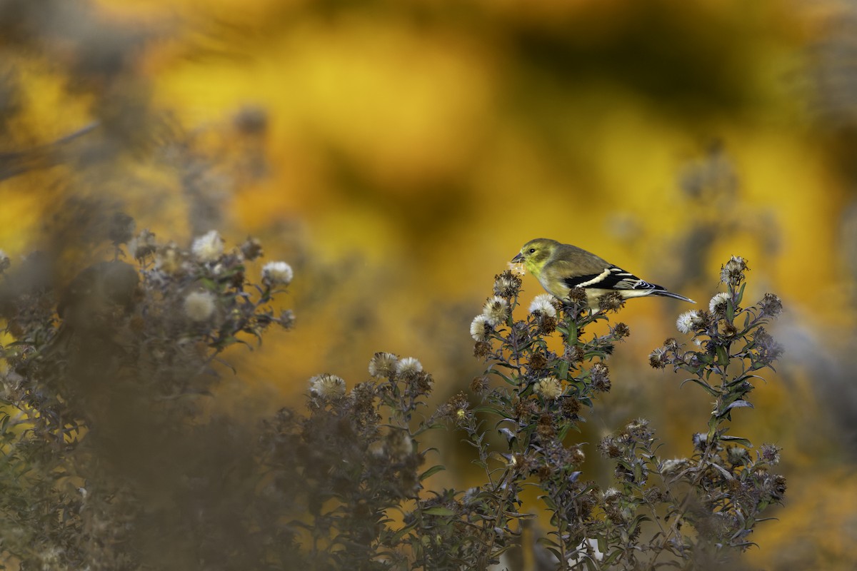 čížek žlutý - ML644589660