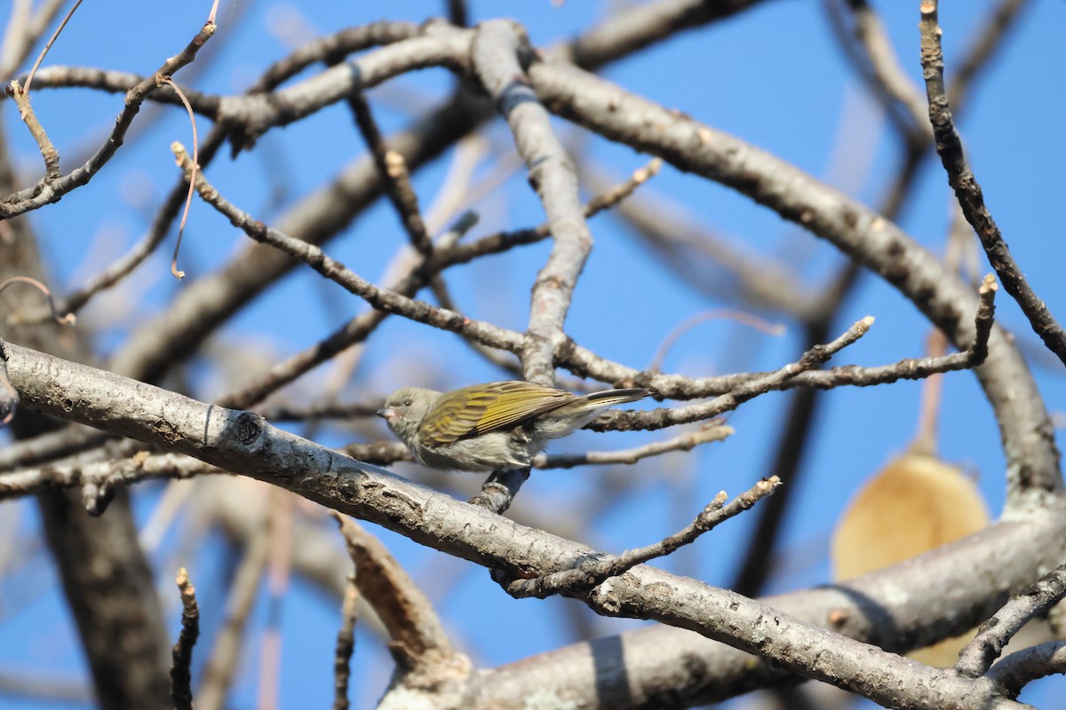 Lesser Honeyguide - ML644589661
