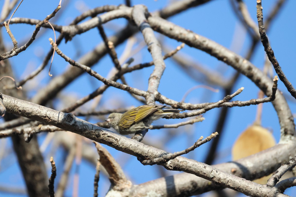 Lesser Honeyguide - ML644589662