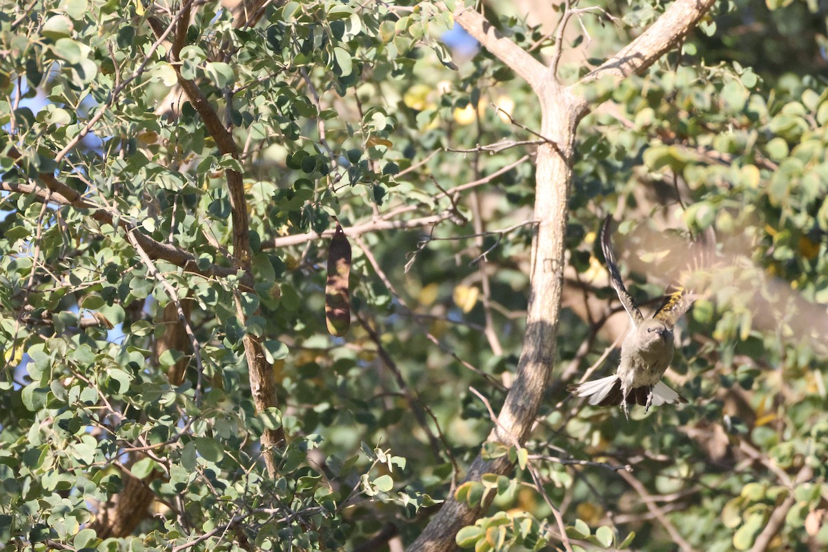 Lesser Honeyguide - ML644589663
