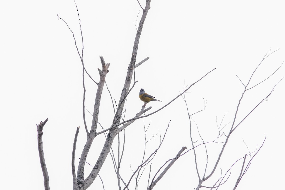Patagonian Sierra Finch - ML644589666