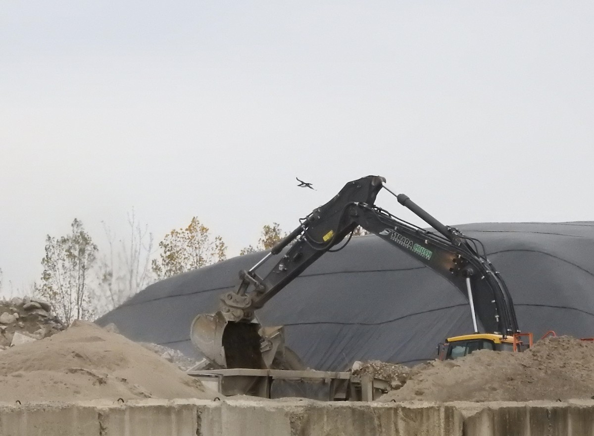 Razorbill - ML644589673