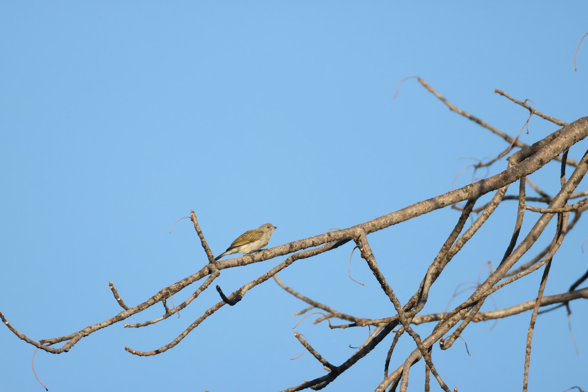 Lesser Honeyguide - ML644589682