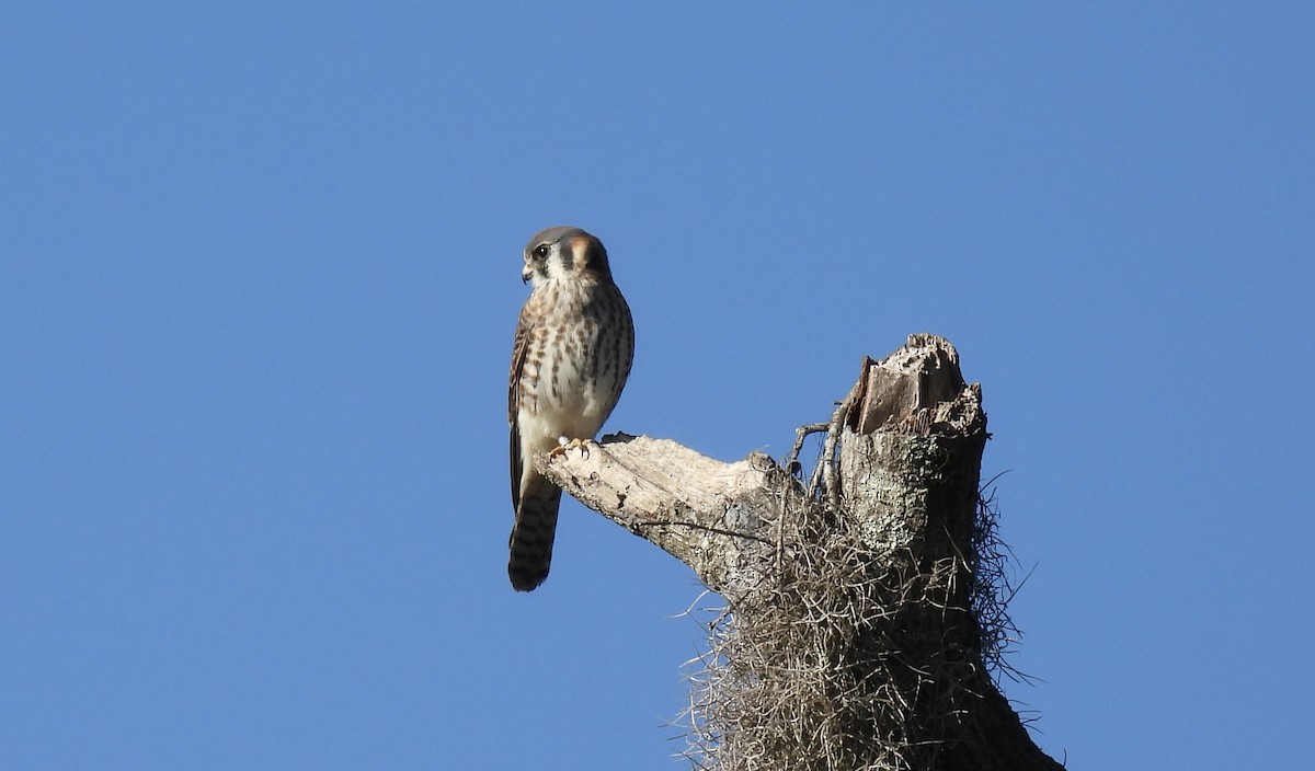 American Kestrel - ML644589683