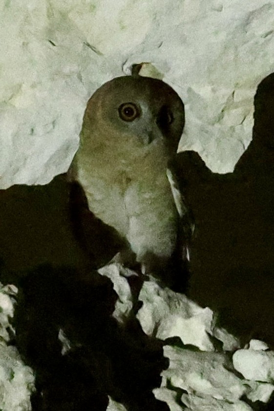 Desert Owl - ML644589686