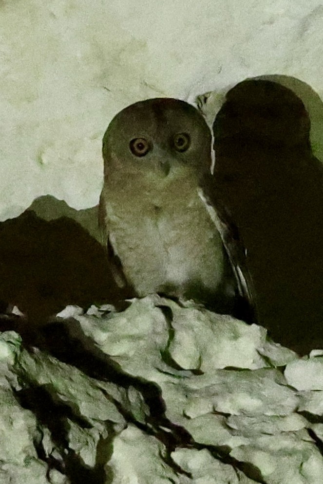 Desert Owl - ML644589687