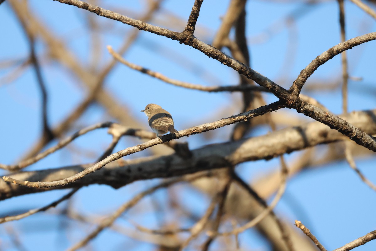 ヒメミツオシエ - ML644589689